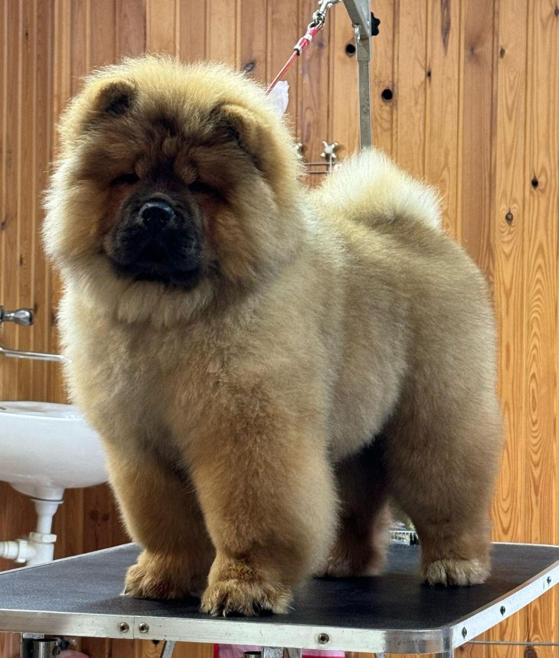 Осенний  Поцелуй Файер Сталкер (Сеня) - 1,5 месяца