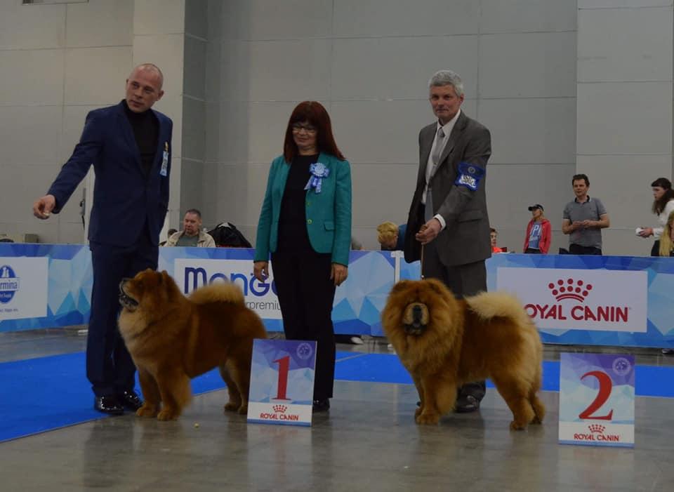 Сеня - 5,5 лет - Евразия -2018 - 05.05.2018г. - отл. 2, RCAC, RCACIB