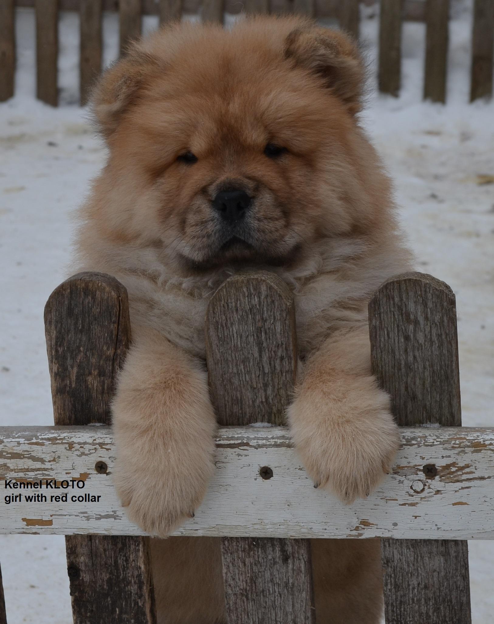 Клото Сильвия Мин Чжу