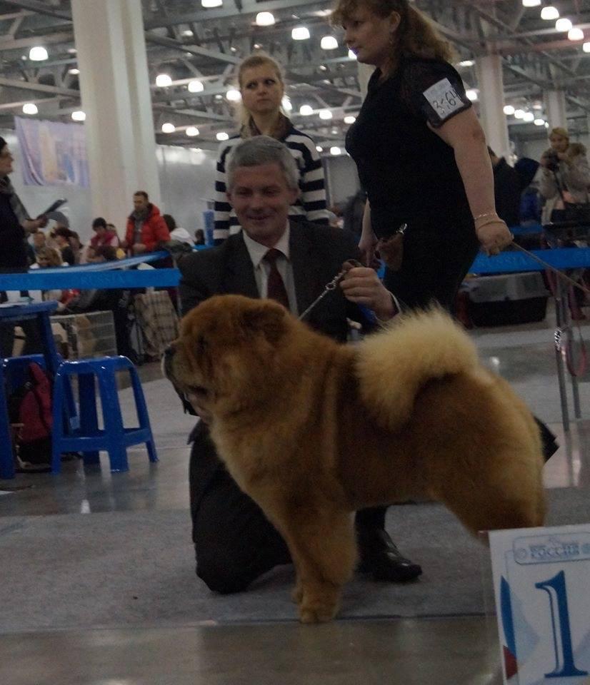 Сеня - 2 года - Россия-2014  - 08.11.2014 -  отл.-1, CW, САС, RCACIB