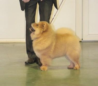 Сеня - 4 месяца -  первая выставка  16.02.2013, ЛБ