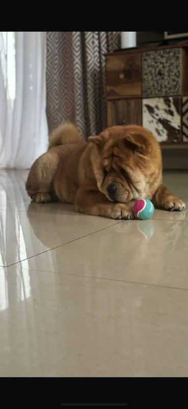 Клото Сани Анджонг