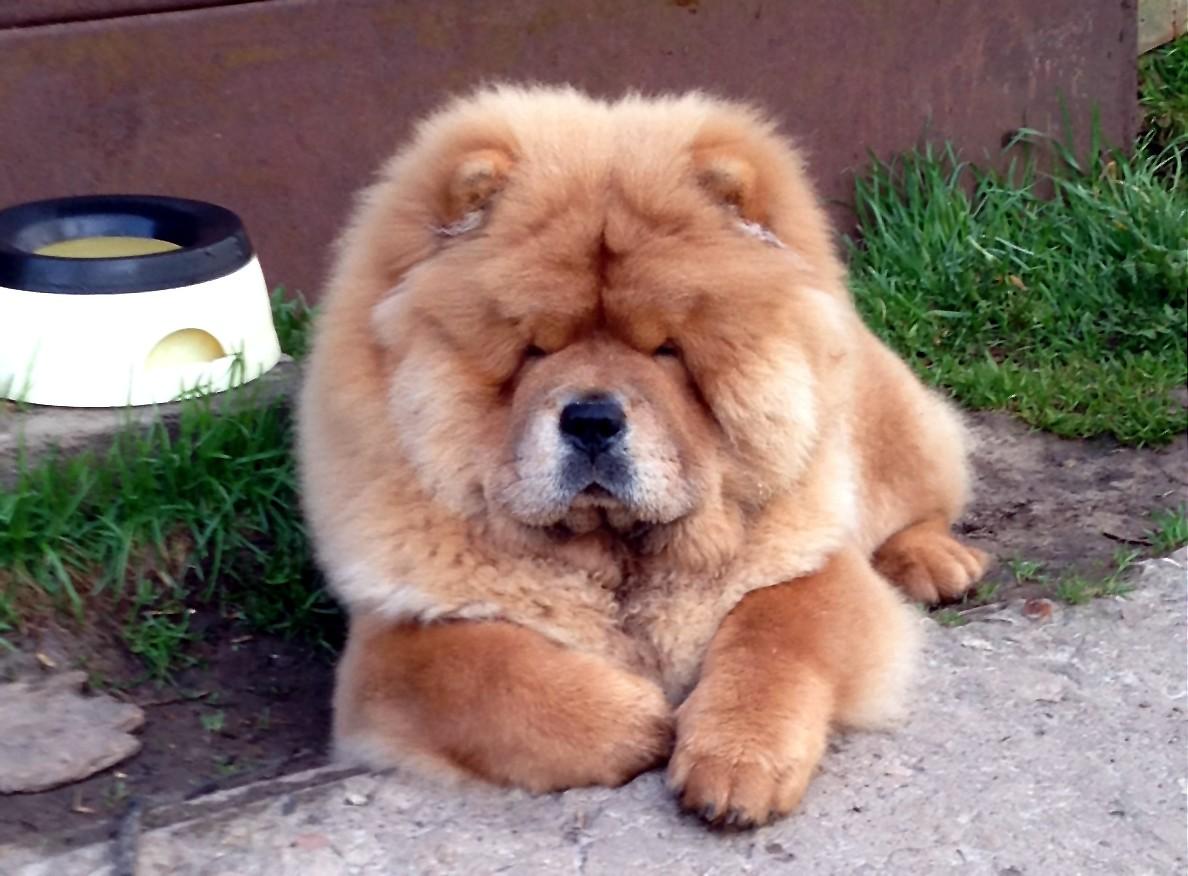 Осенний  Поцелуй Файер Сталкер (Сеня) -  6 месяца