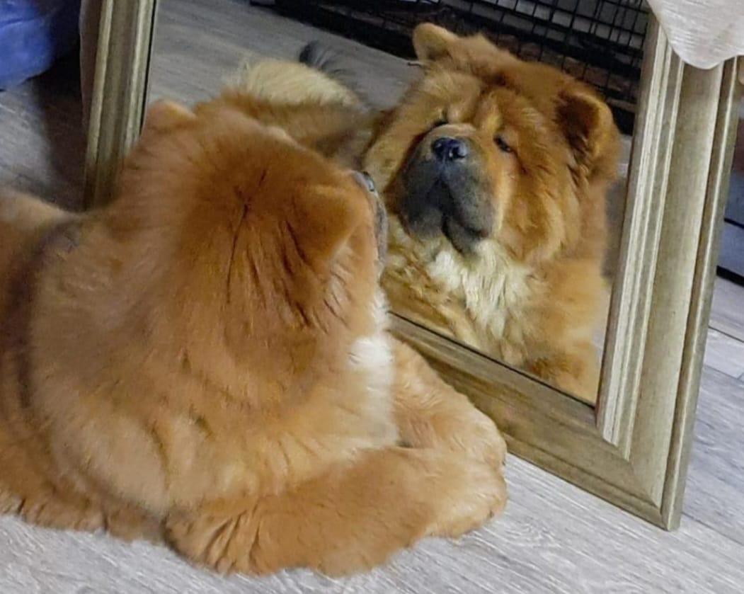 Клото Сани Анджонг