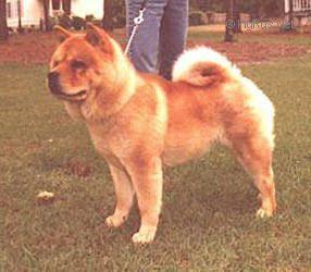 RISING STAR'S RED VELVET