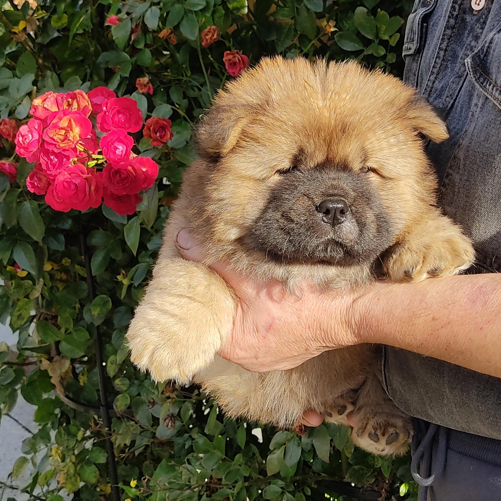 Клото Сантия Ли Мей