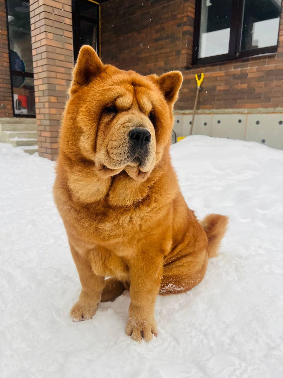 Клото Сантия Ли Мей 