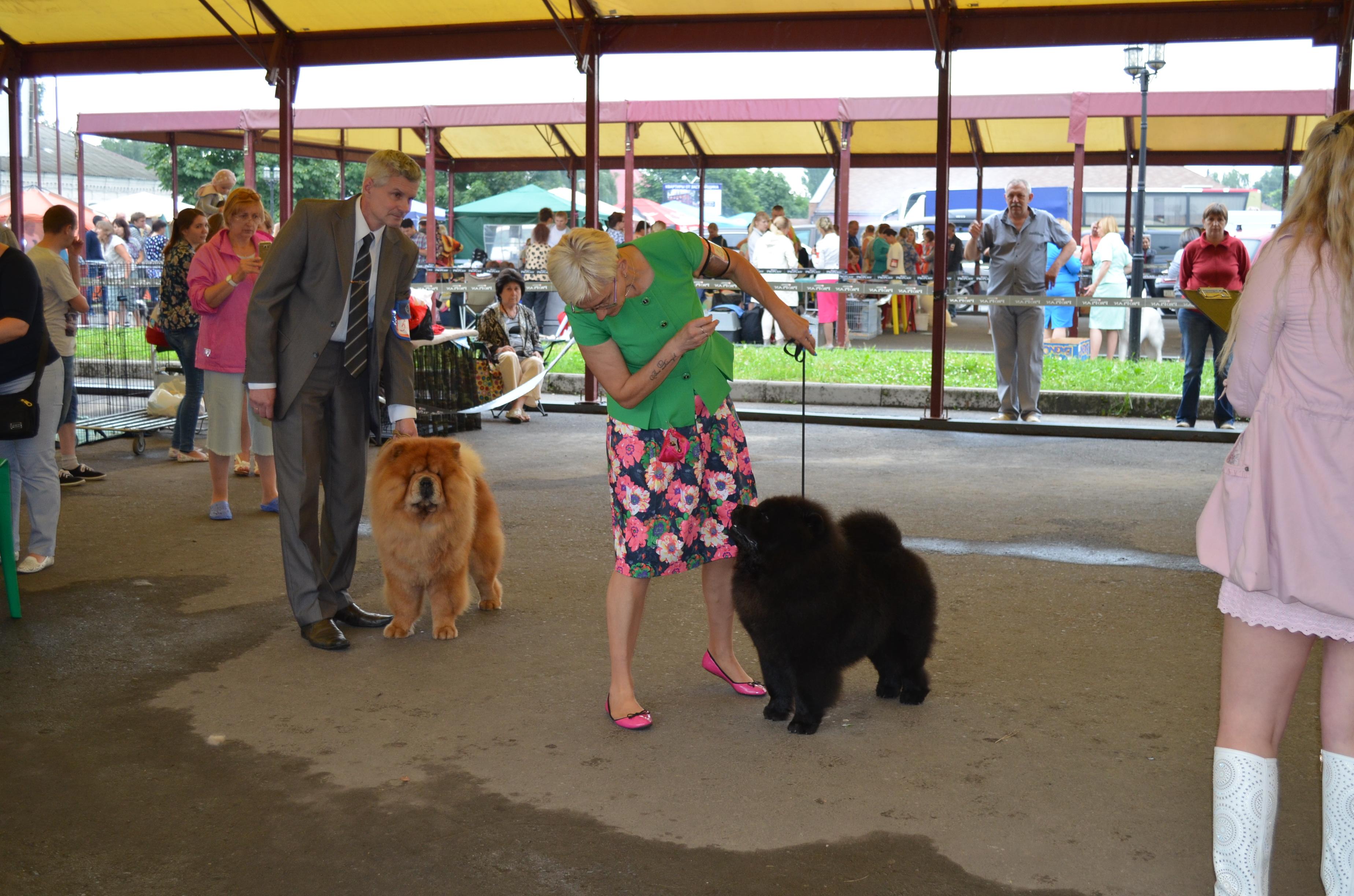 Сеня - 4,5 года -  Курск-2017 - 30.07.2017г. - отл. 2