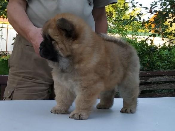 Клото Стефания Гуанчжоу