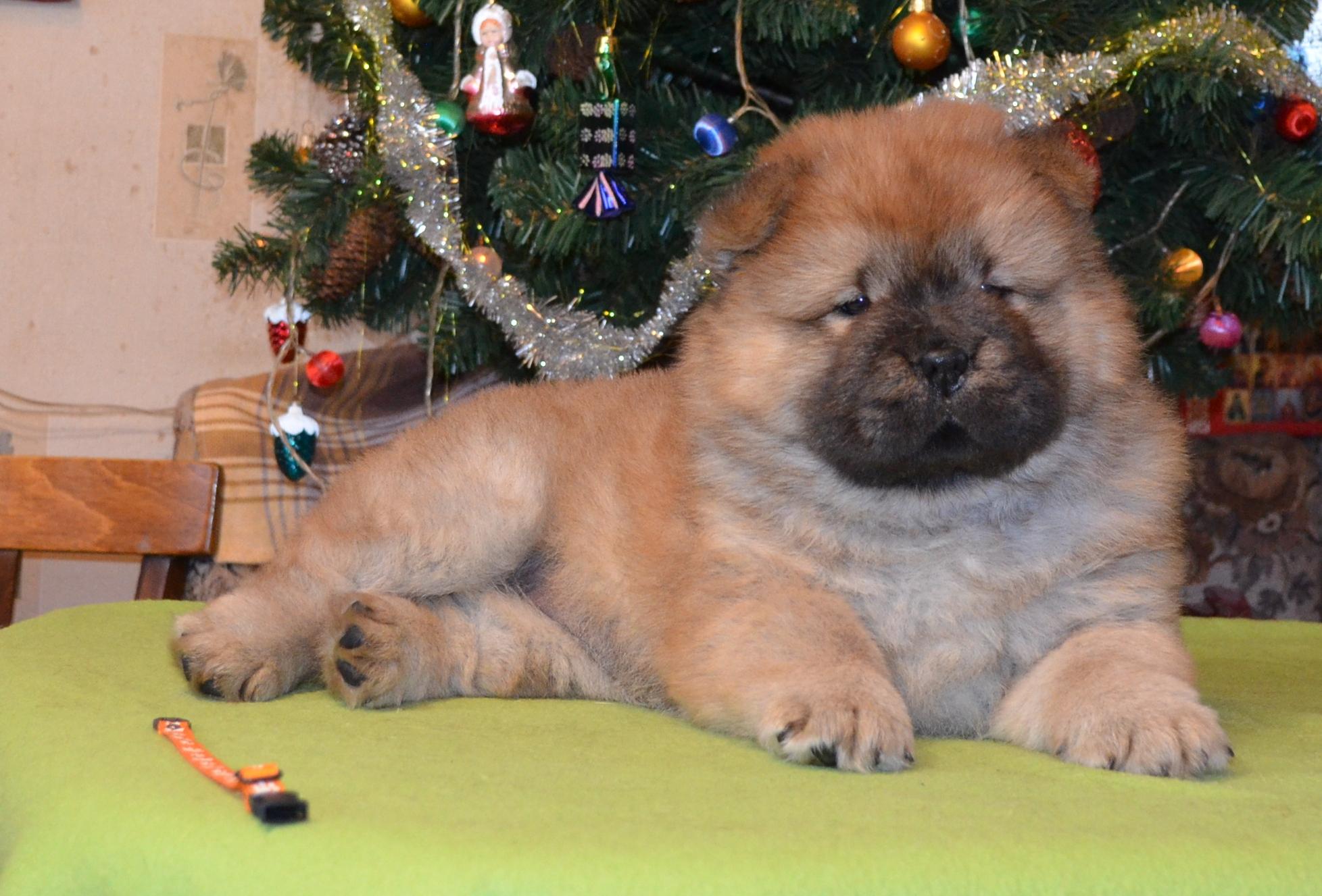 Клото Стефания Гуанчжоу