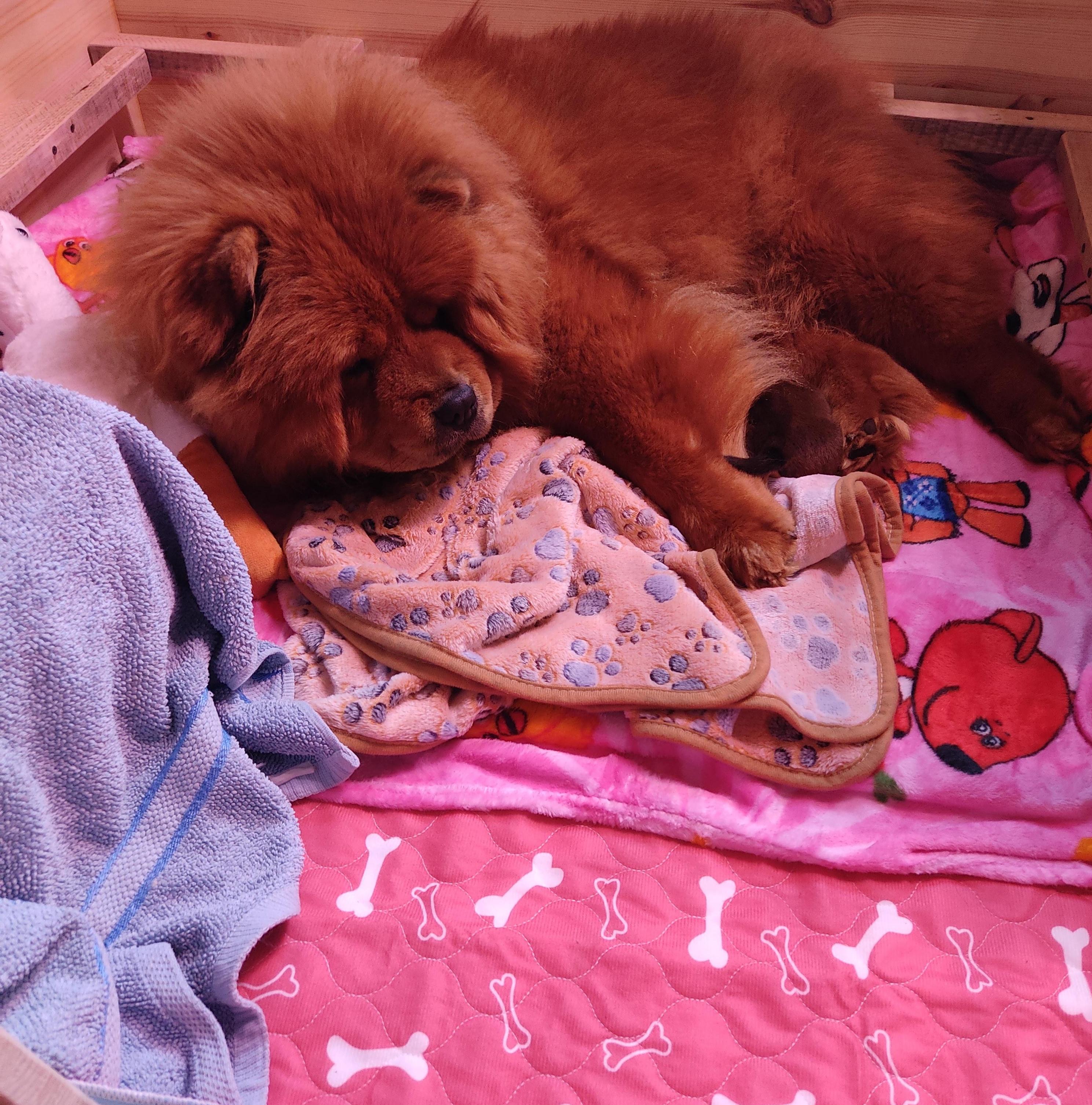 Клото Сани Анджонг