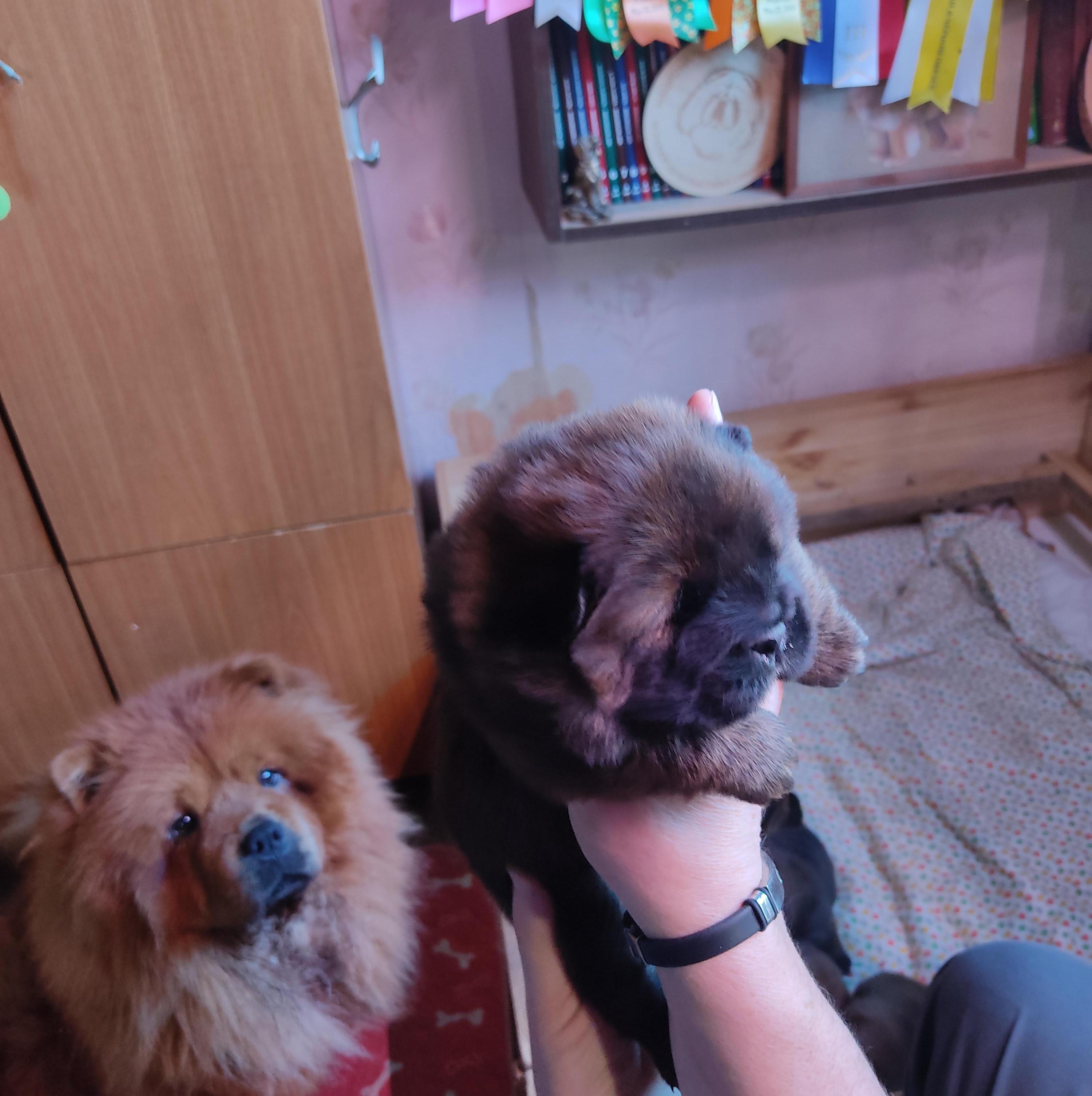 Клото Сани Анджонг