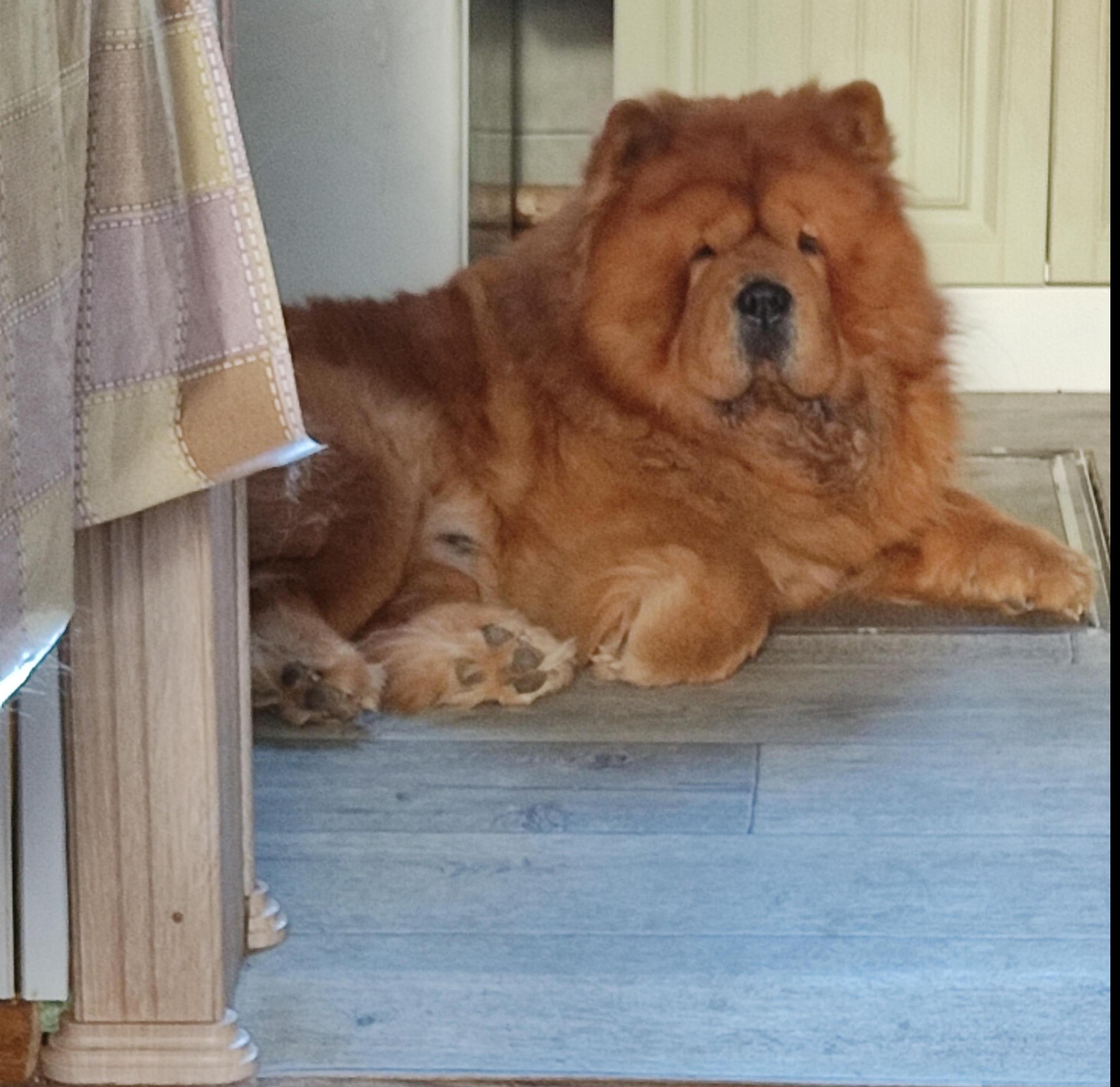 Сеня - 2,5 года - Евразия-2015 - 21.03.2015г. - отл. 3