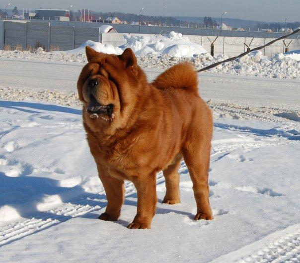 LO-RE' PEPPERLAND TROUBADOUR