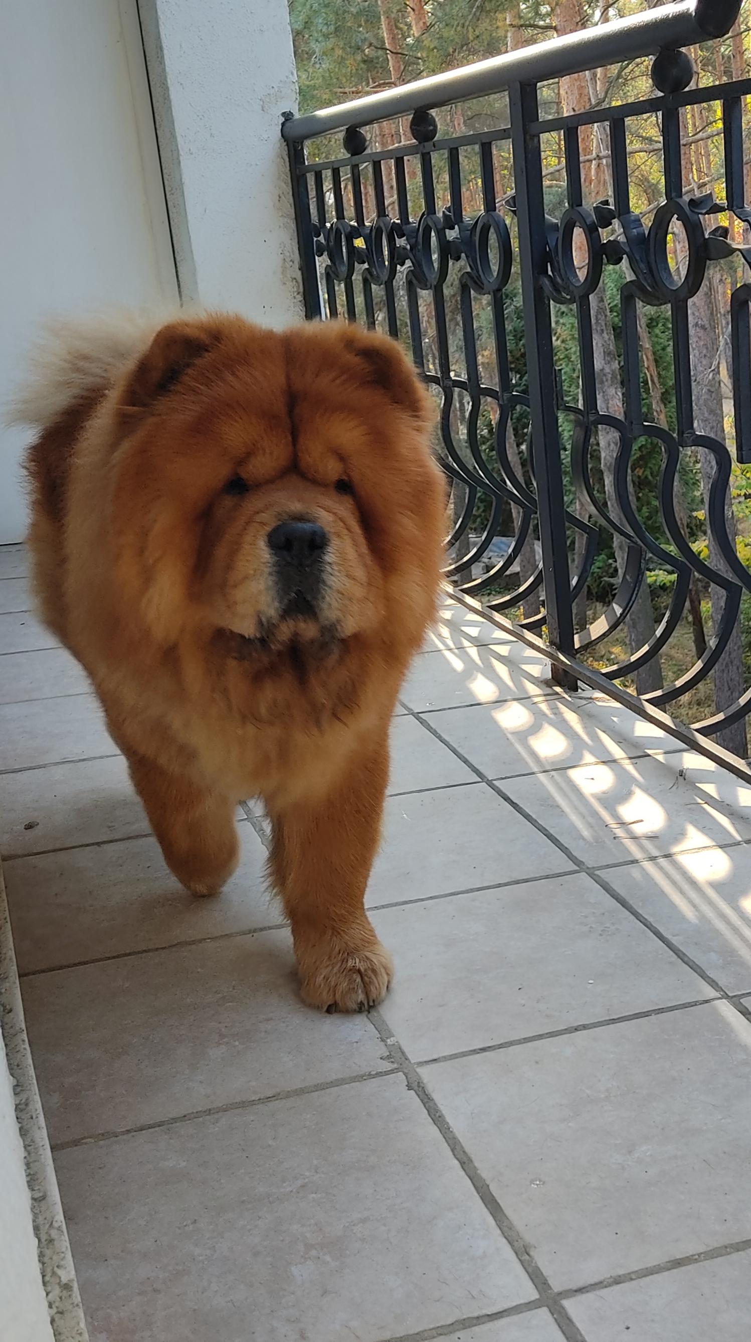 Сеня - 2,5 года - Евразия-2015 - 21.03.2015г. - отл. 3