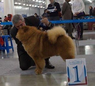 Сеня - 2 года - Россия-2014  - 08.11.2014 -  отл.-1, CW, САС, RCACIB