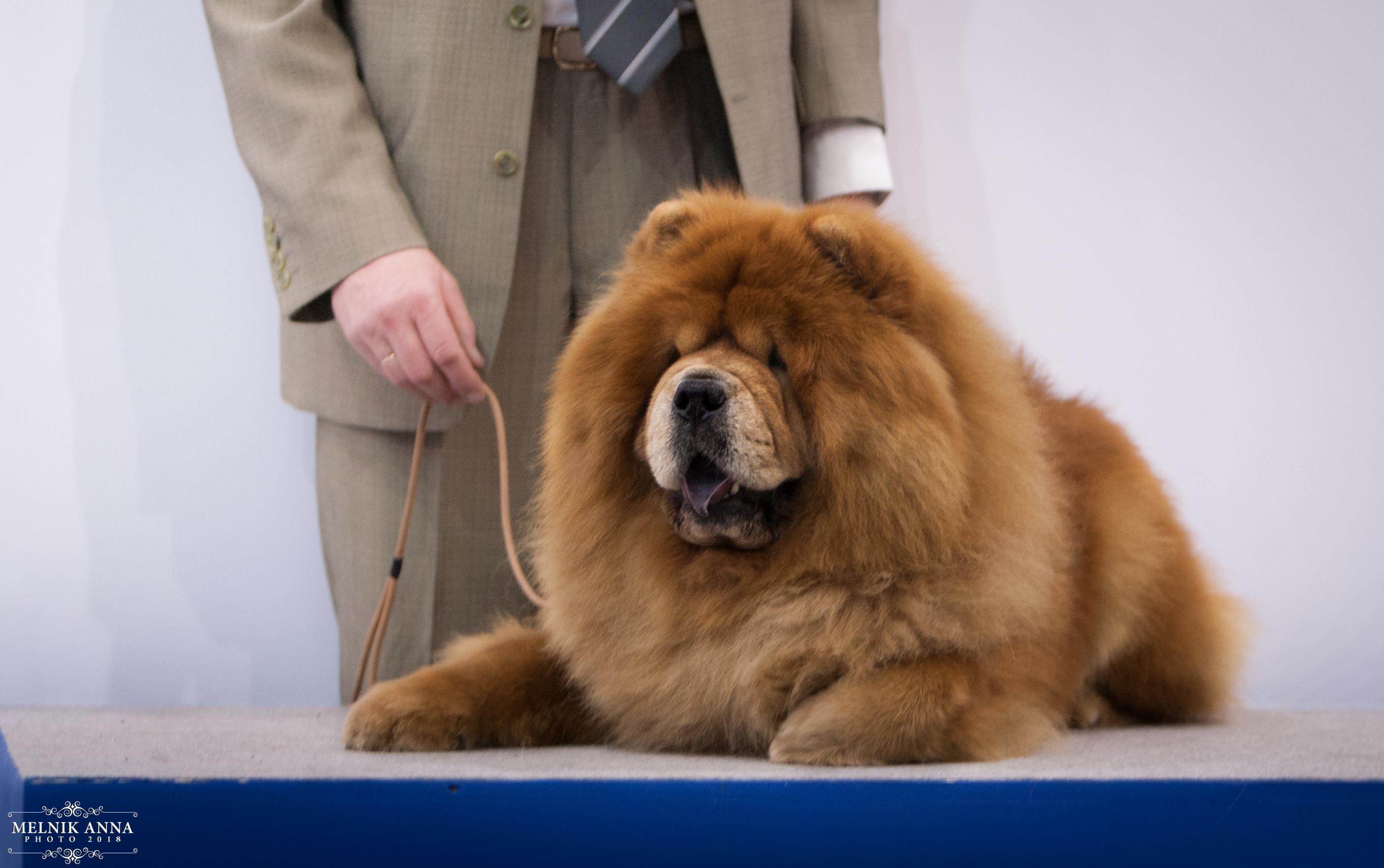 Сеня - 6 лет - Россия -2018 - 03.11.2018г. 05.05.2018г. - отл. 1, CAC, RCACIB