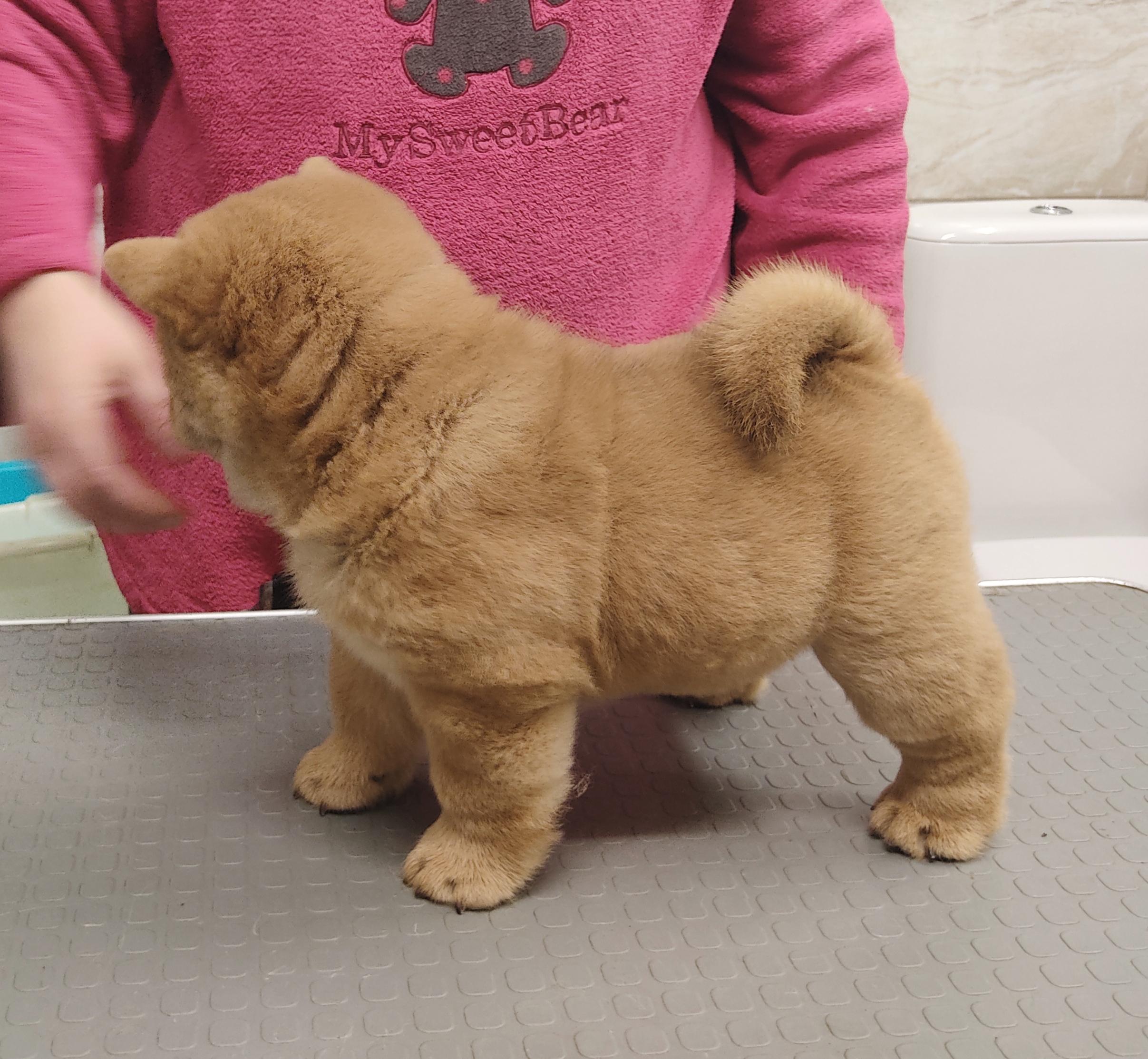 Клото Сантия Ли Мей 