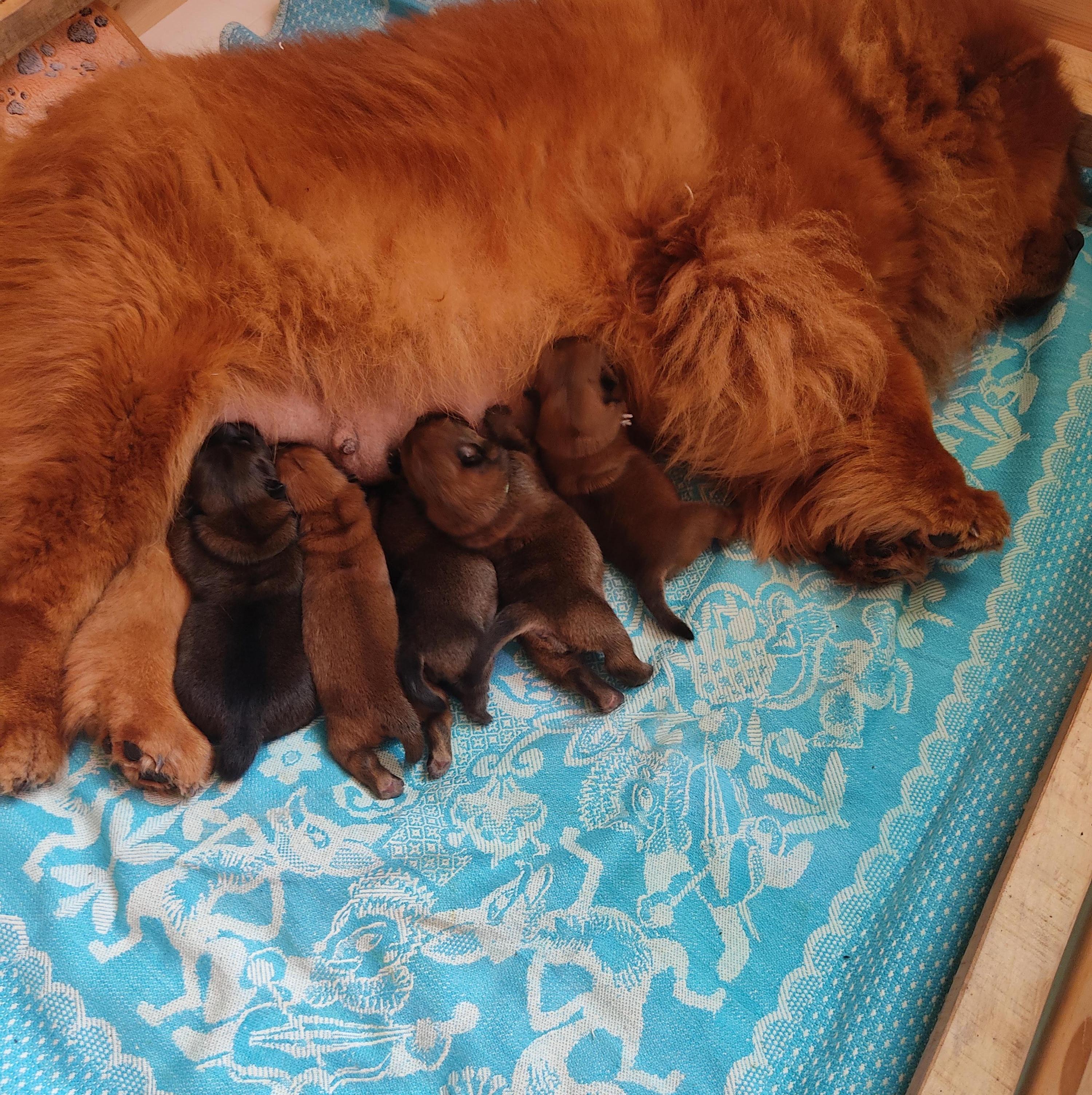 Клото Сани Анджонг