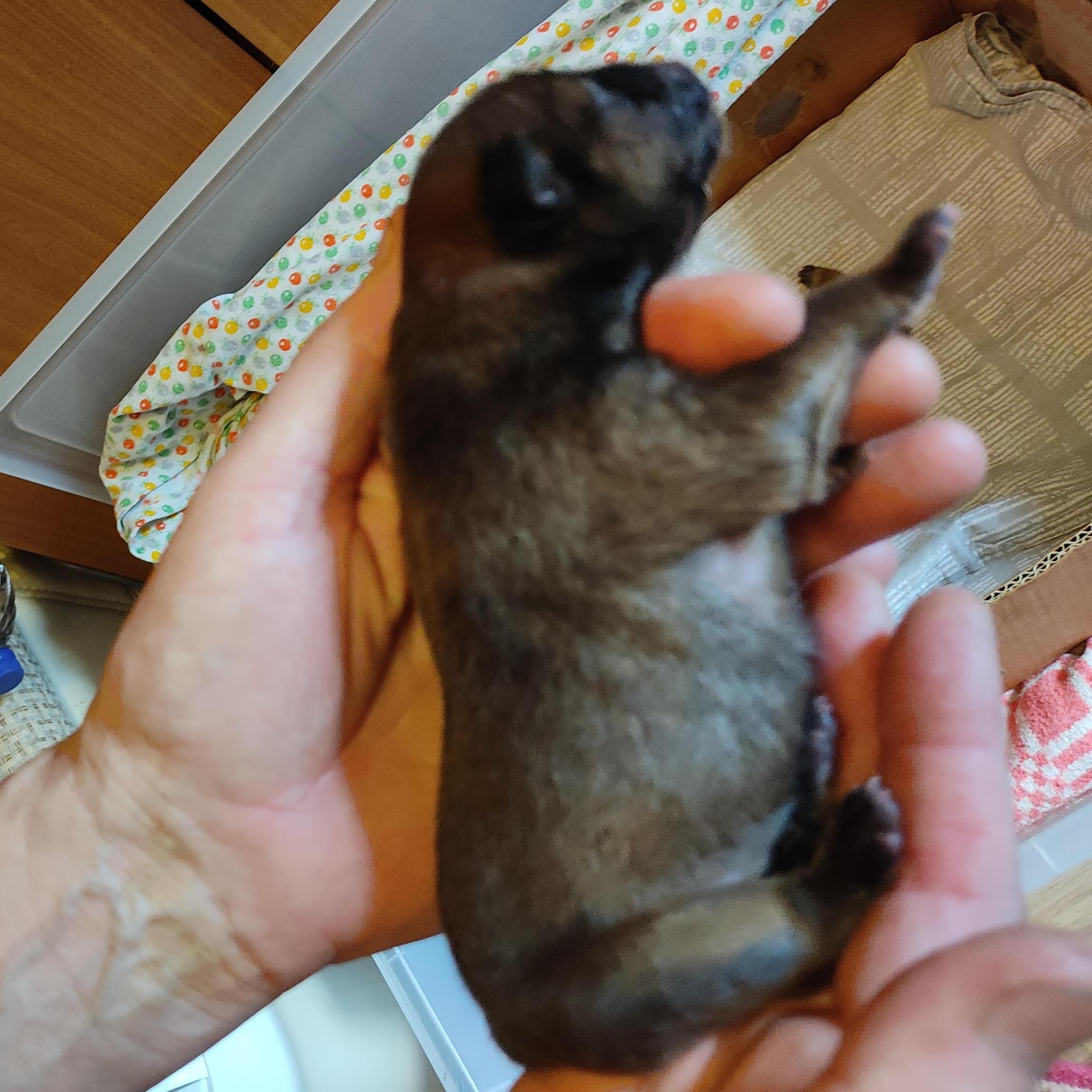 Клото Сани Анджонг