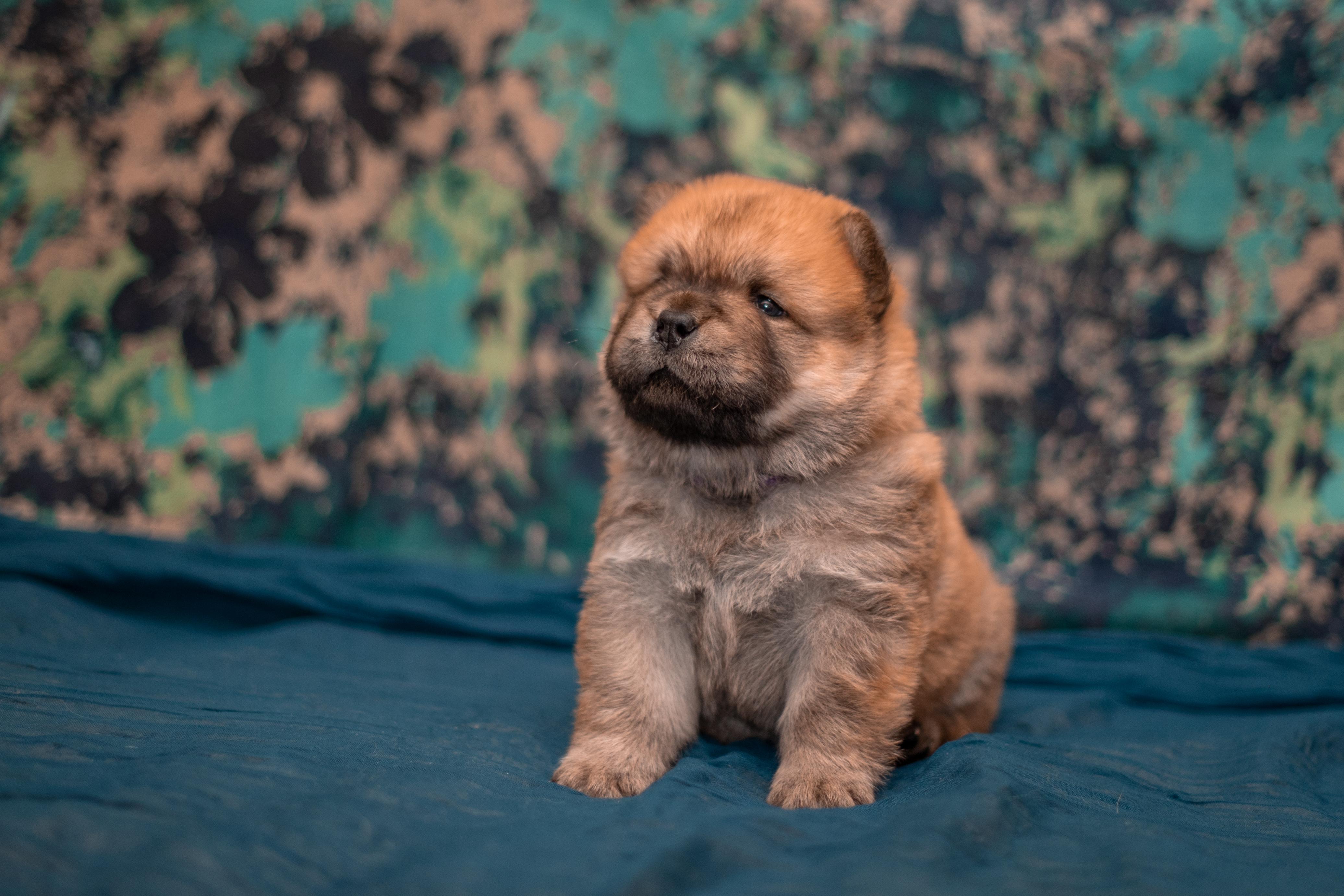 Клото Сантия Ли Мей 