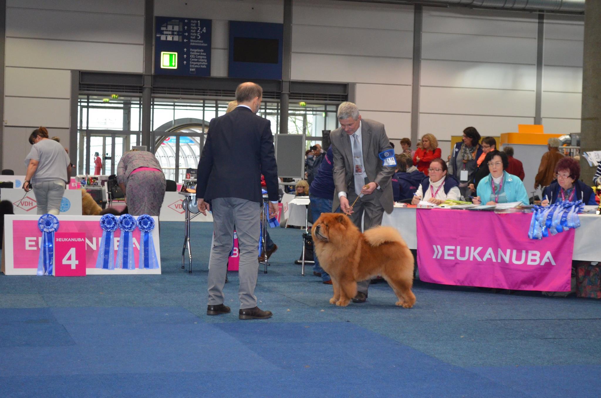 Сеня - 5 лет -  WDS-2017 (Лейпциг) - 10.11.2017г. - отл.