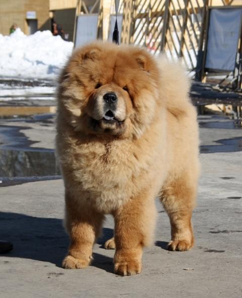 Осенний  Поцелуй Файер Сталкер (Сеня) -  5 месяца