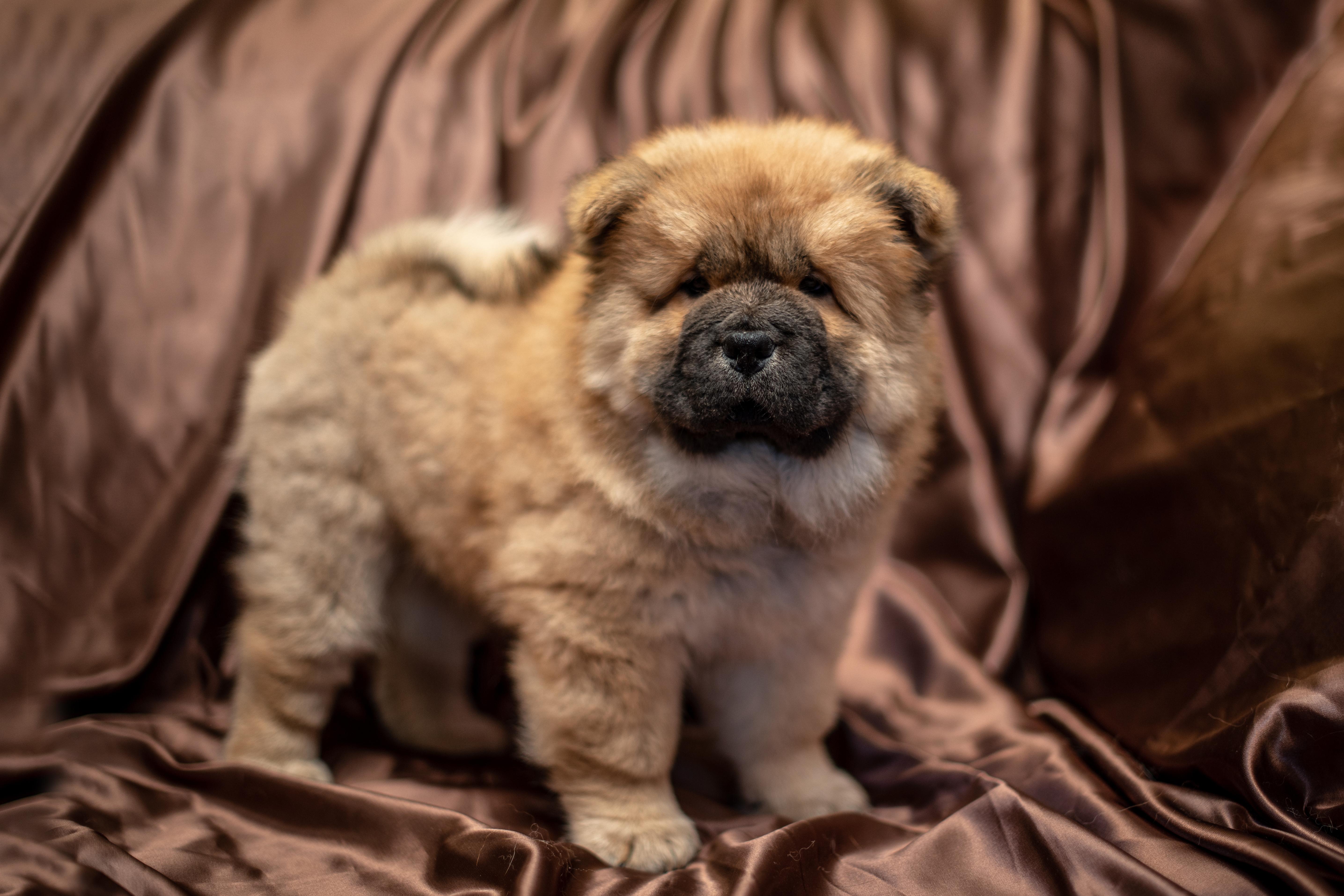 Клото Стефания Гуанчжоу