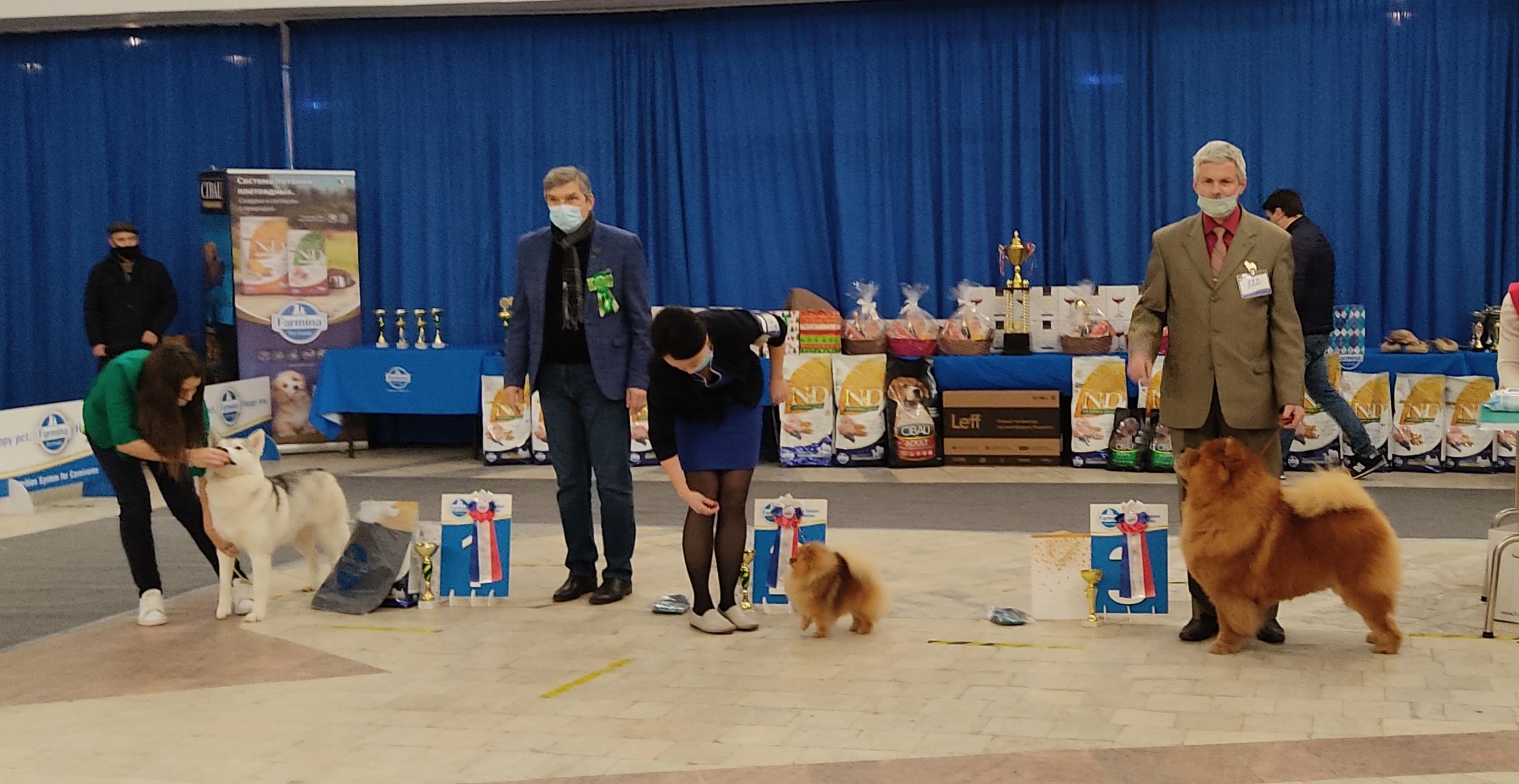 Сеня - 8 лет - г. Владимир - 28.11.2020 - отл.1, ЛВ, VCAC, ЛПП, BIG-3, VBIS-2