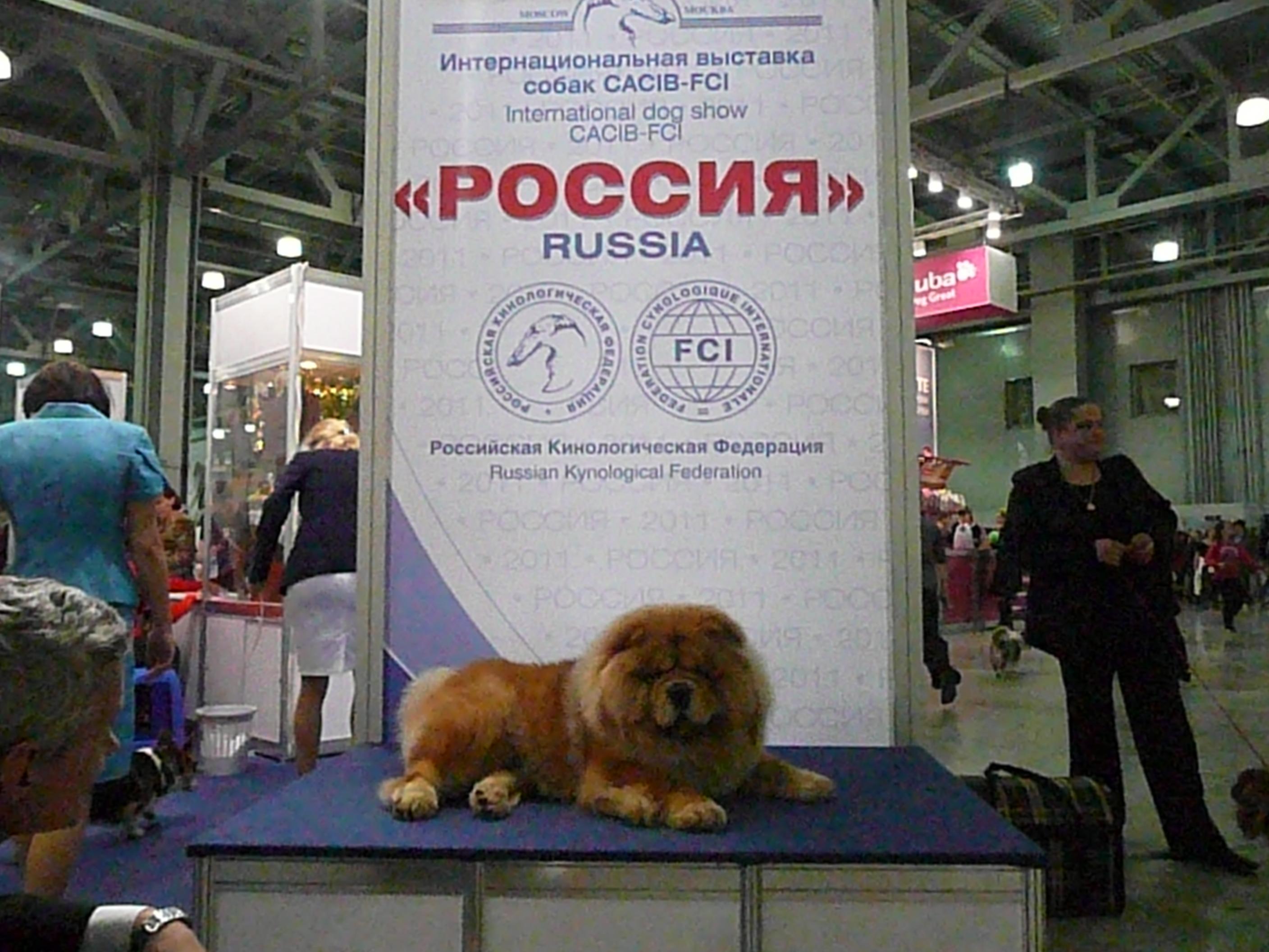 Цезарь 18 месяцев Россия - 2011