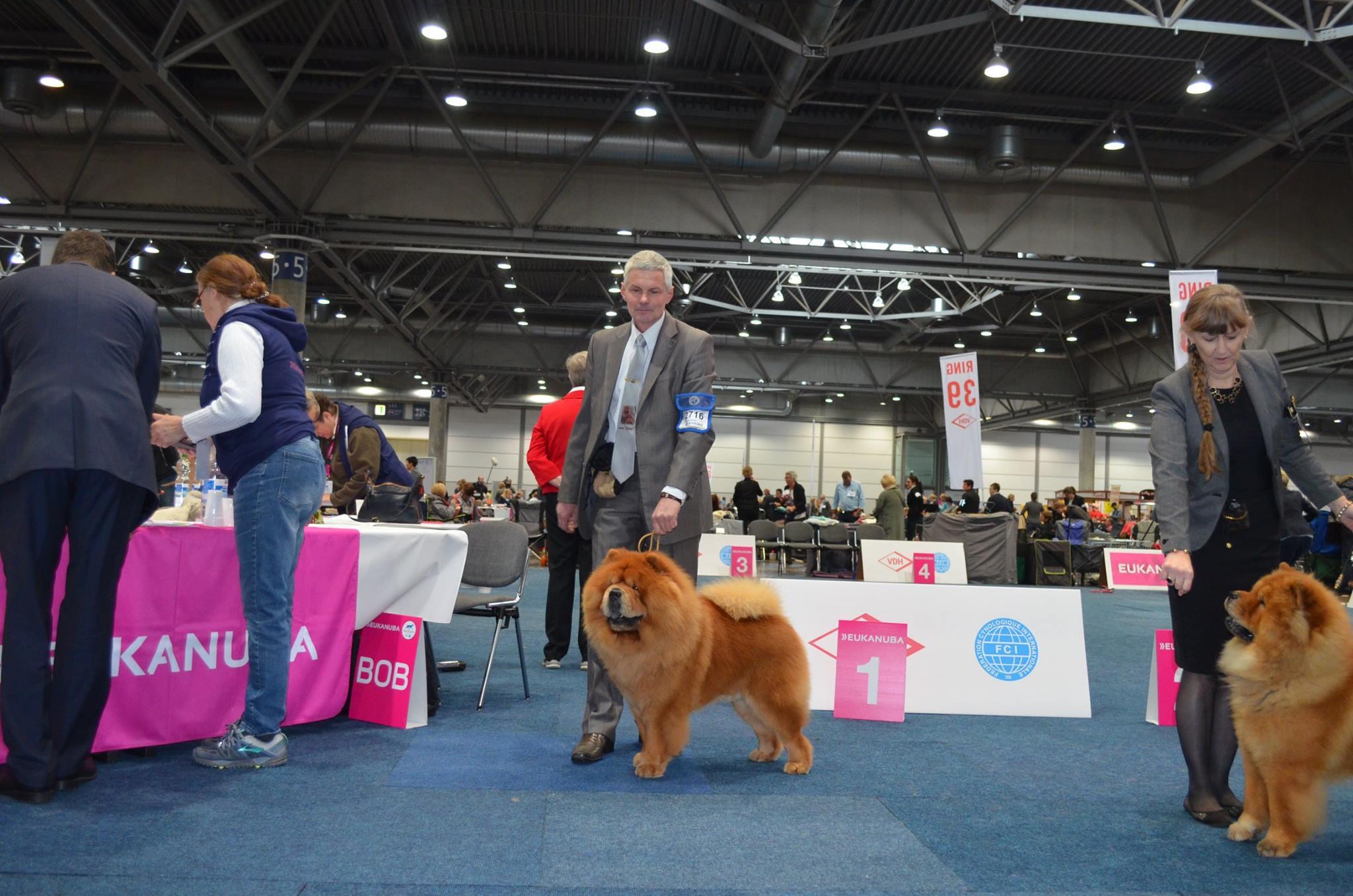 Сеня - 5 лет -  Germany Winner Show (Лейпциг) - 08.11.2017г. - отл.1, CW, ЛК, ЛПП