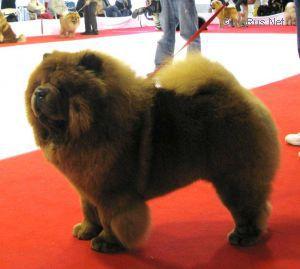 X-RED REY DEI LEONI IMPERIALI 