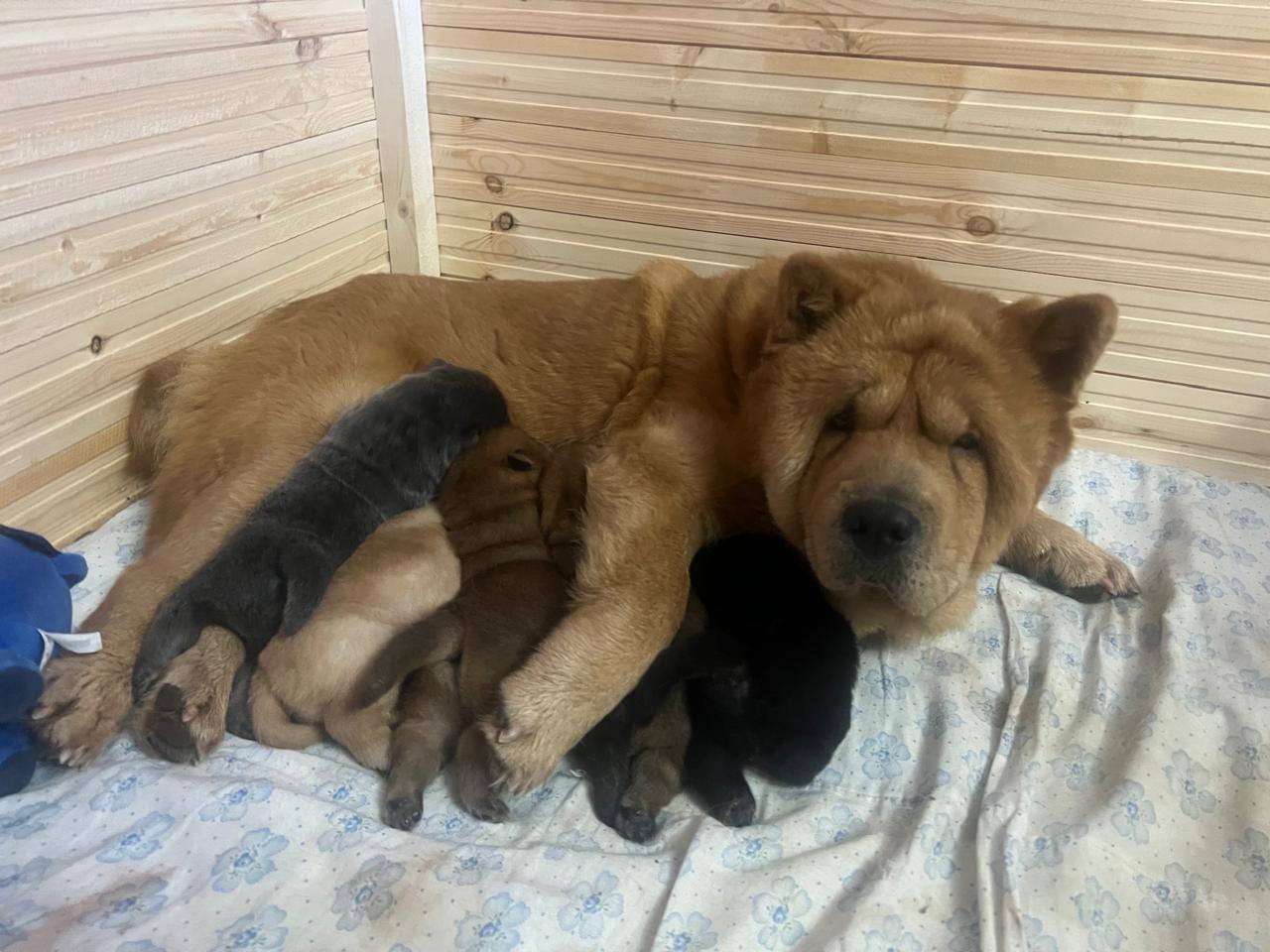 Клото Сантия Ли Мей 