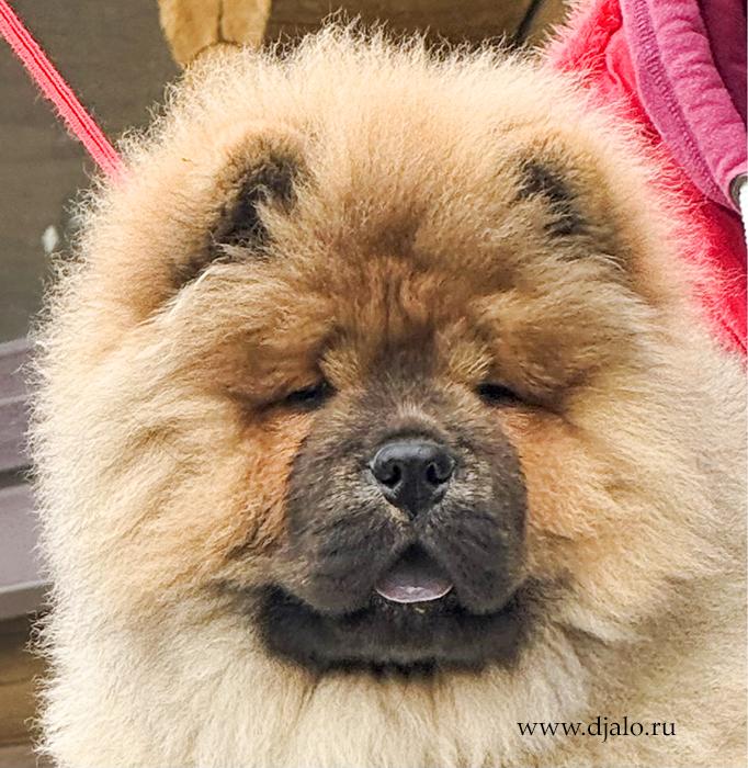 Осенний  Поцелуй Файер Сталкер (Сеня) - 1,5 месяца