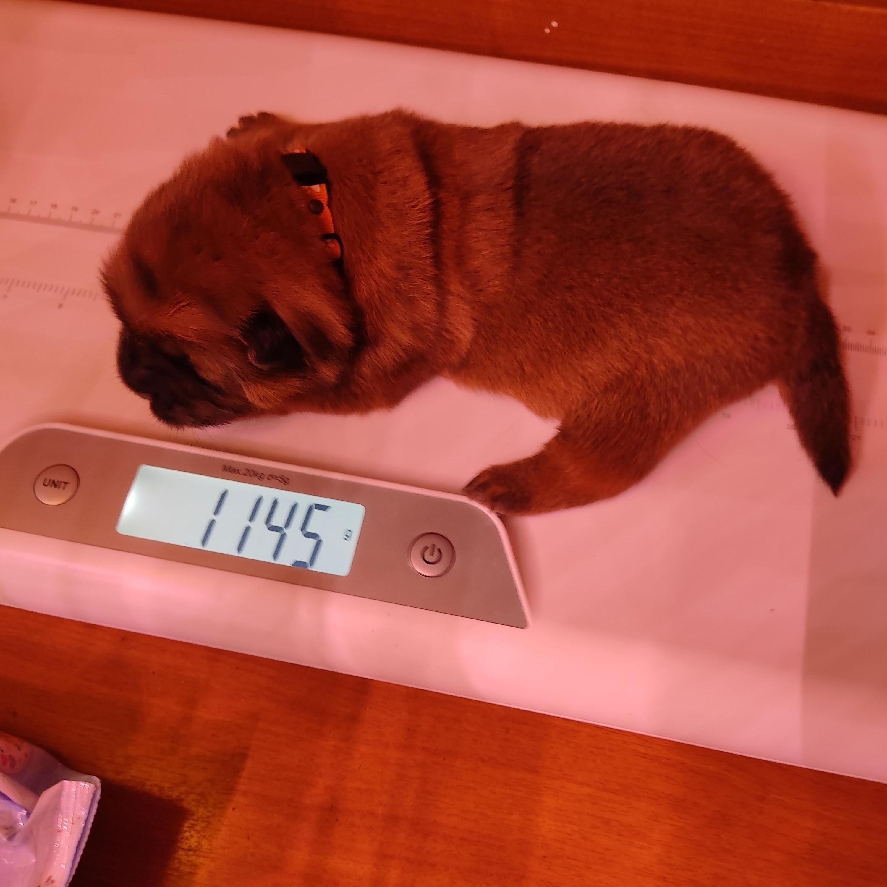 Клото Сани Анджонг