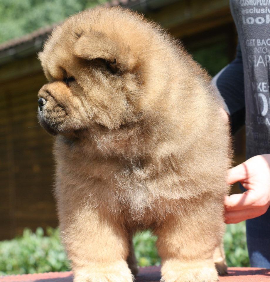 Осенний  Поцелуй Файер Сталкер (Сеня) - 1,5 месяца