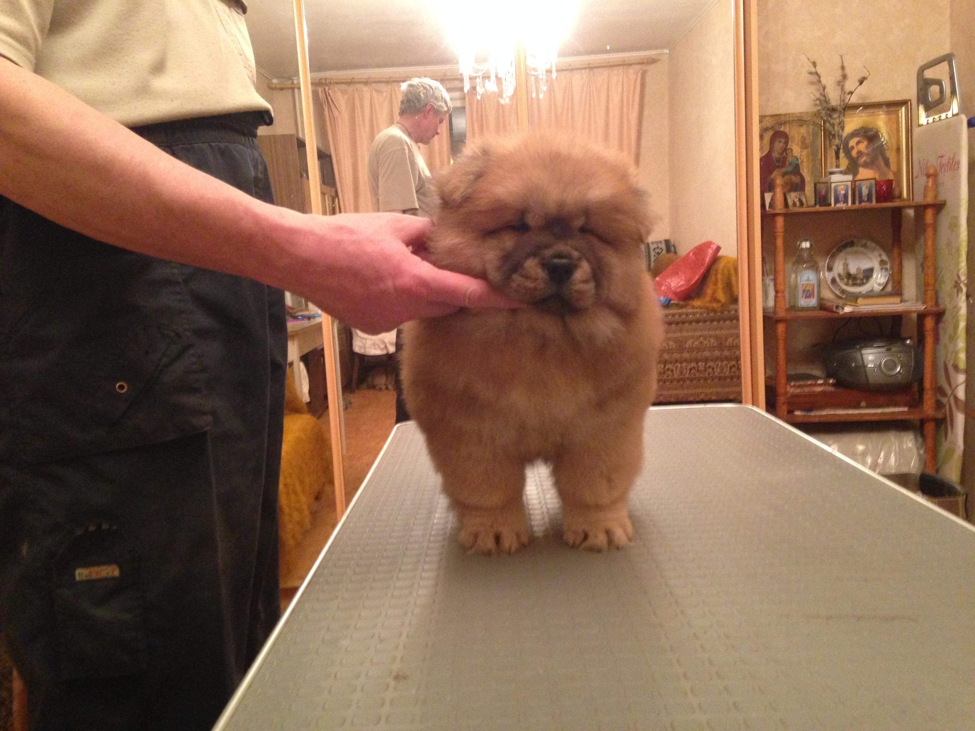 Клото Саманта Кобаджио