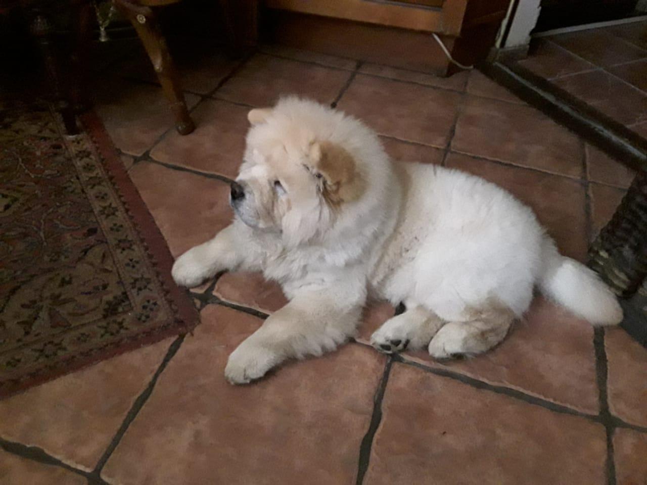 Клото Саманта Кобаджио