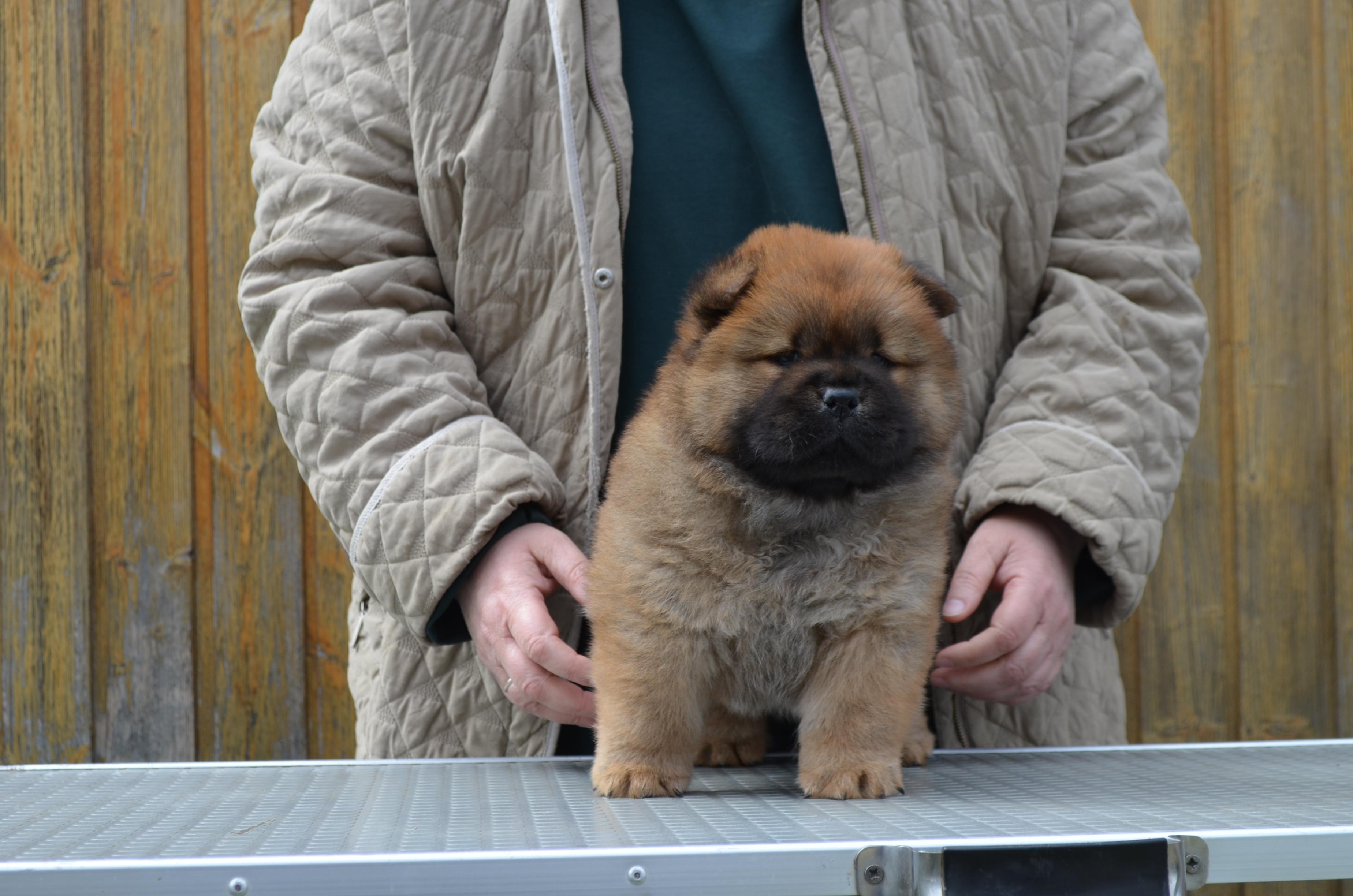 Клото Сани Анджонг