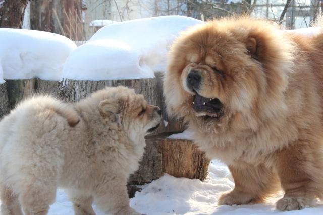 Цезарь 23 месяца