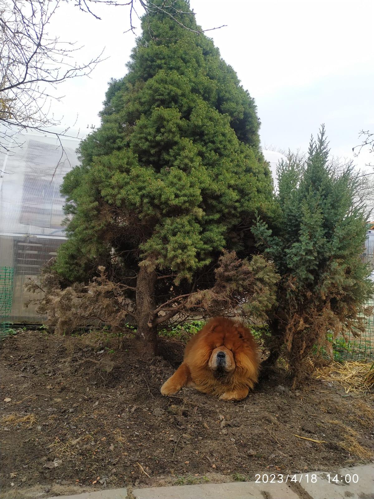 Сеня - 10,5 лет 