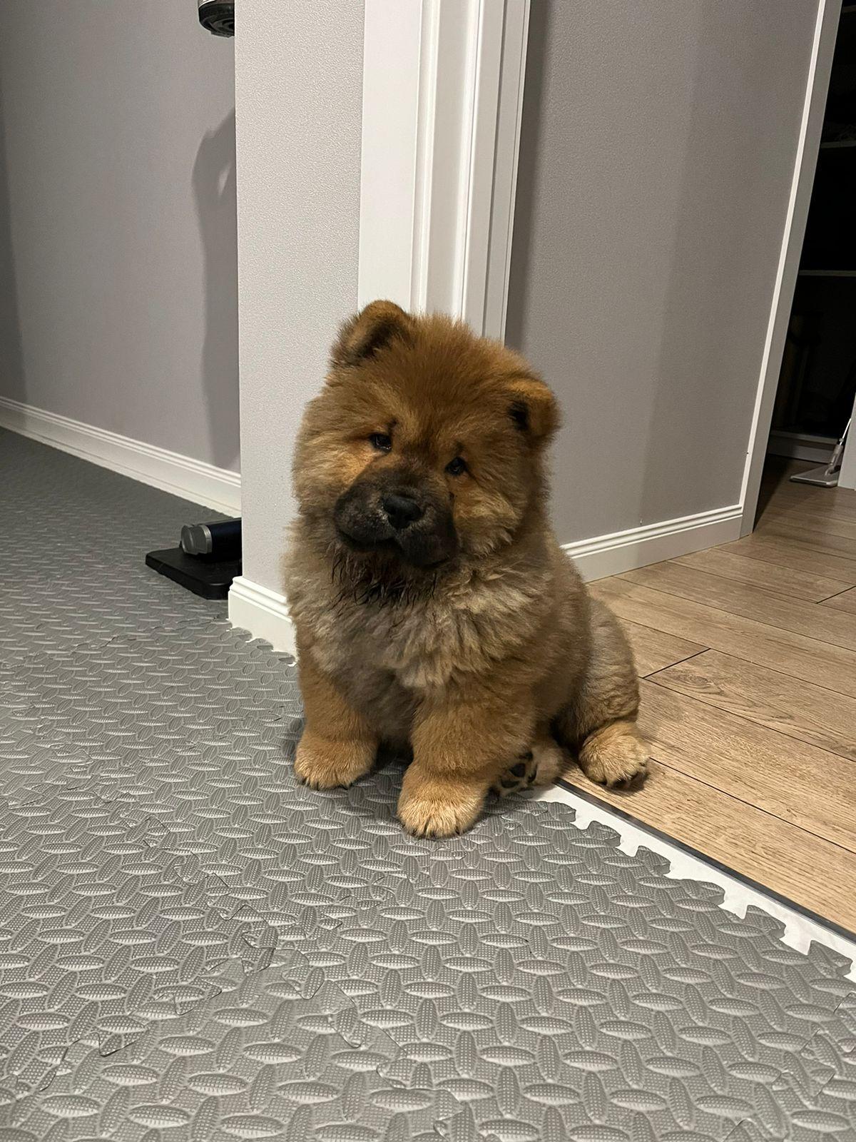 Клото Сантия Ли Мей 