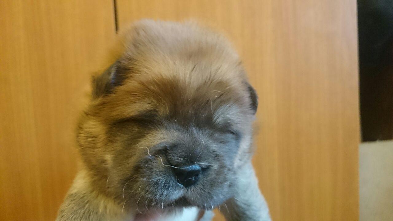 Клото Сани Анджонг