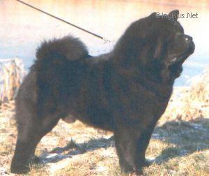 SMOOTH VICTORY OF THE ROYAL CLUB