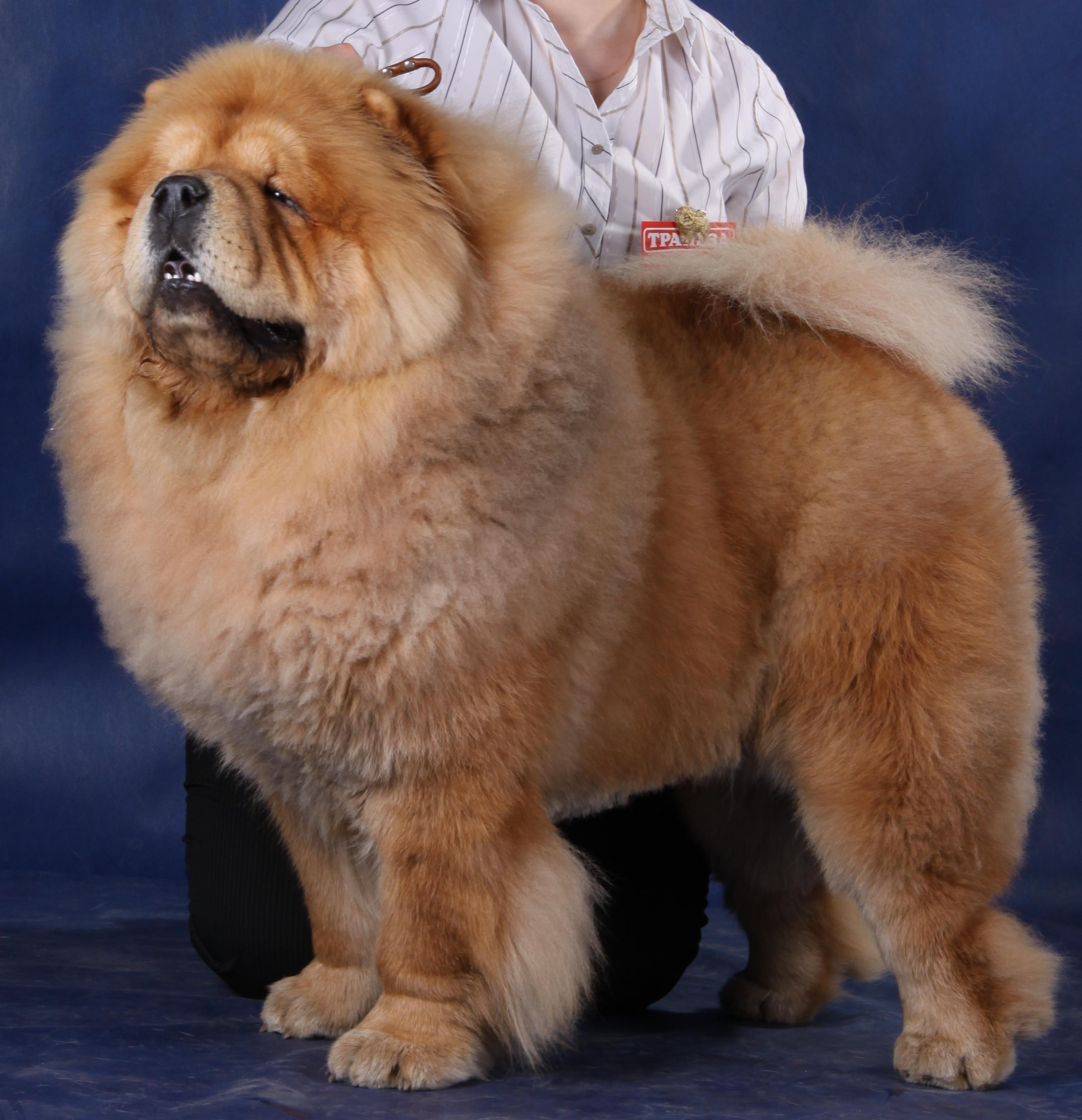 Цезарь 13 месяцев г.Москва