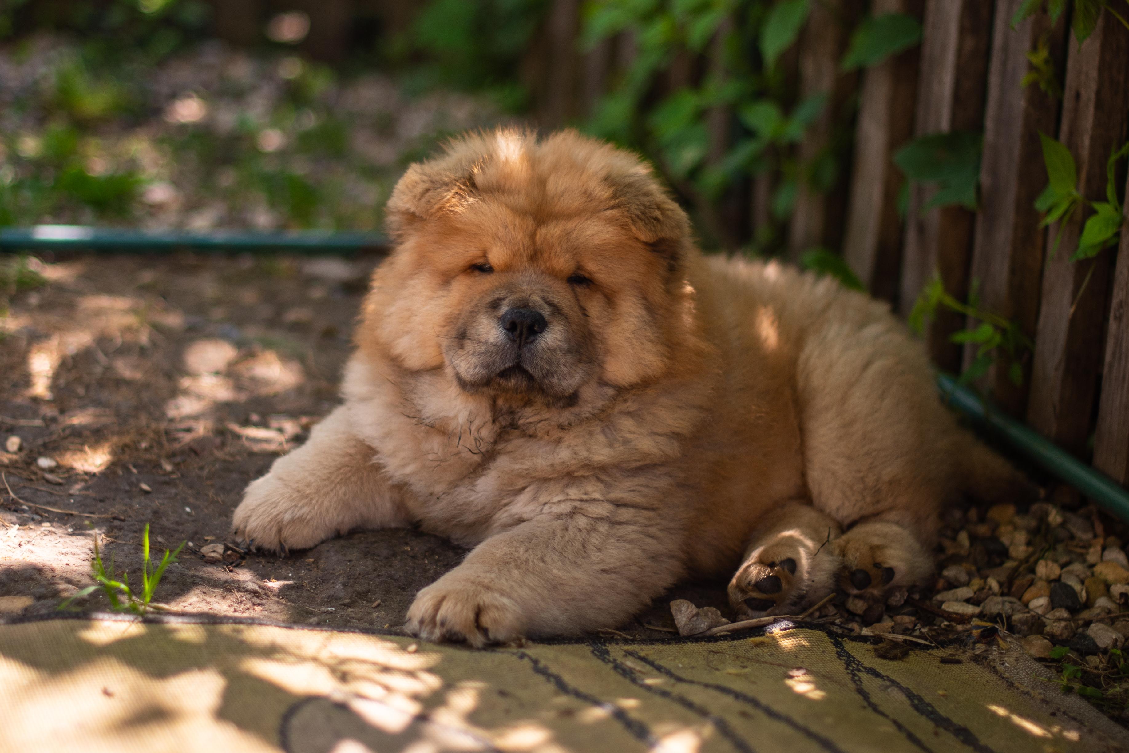 Клото Сани Анджонг