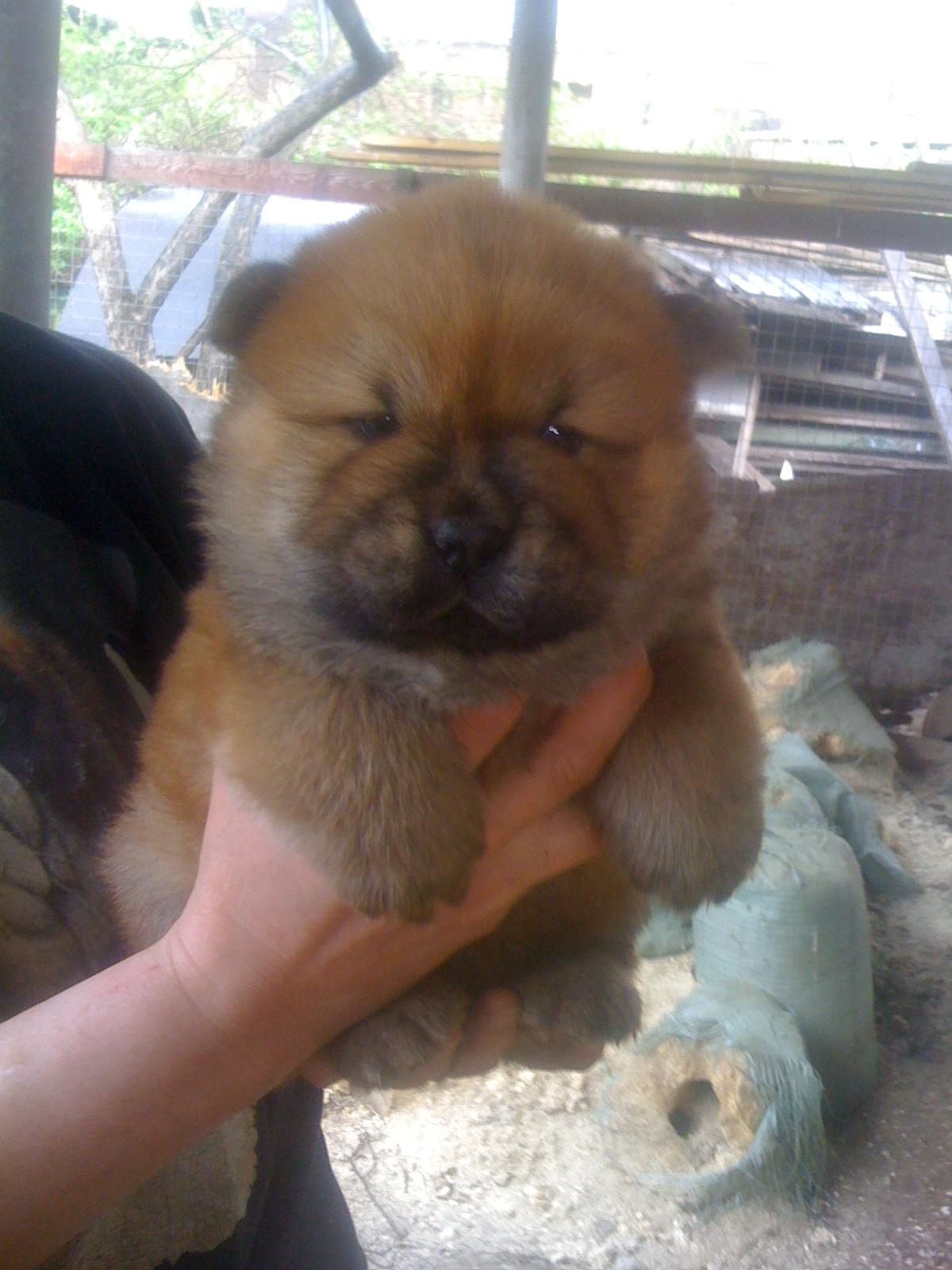 Цезарь первая встреча 1 месяц