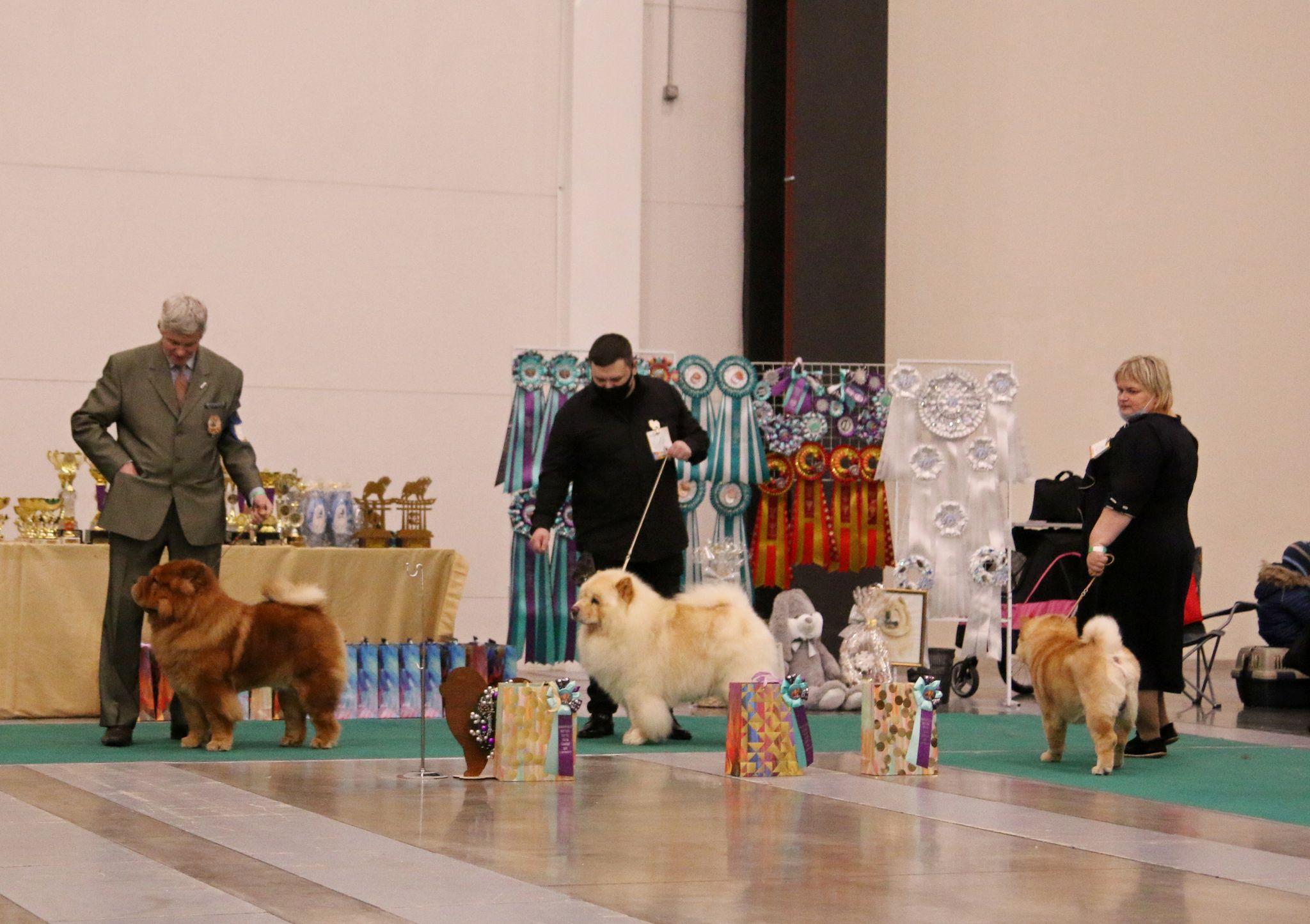 Сеня - 2,5 года - Евразия-2015 - 21.03.2015г. - отл. 3