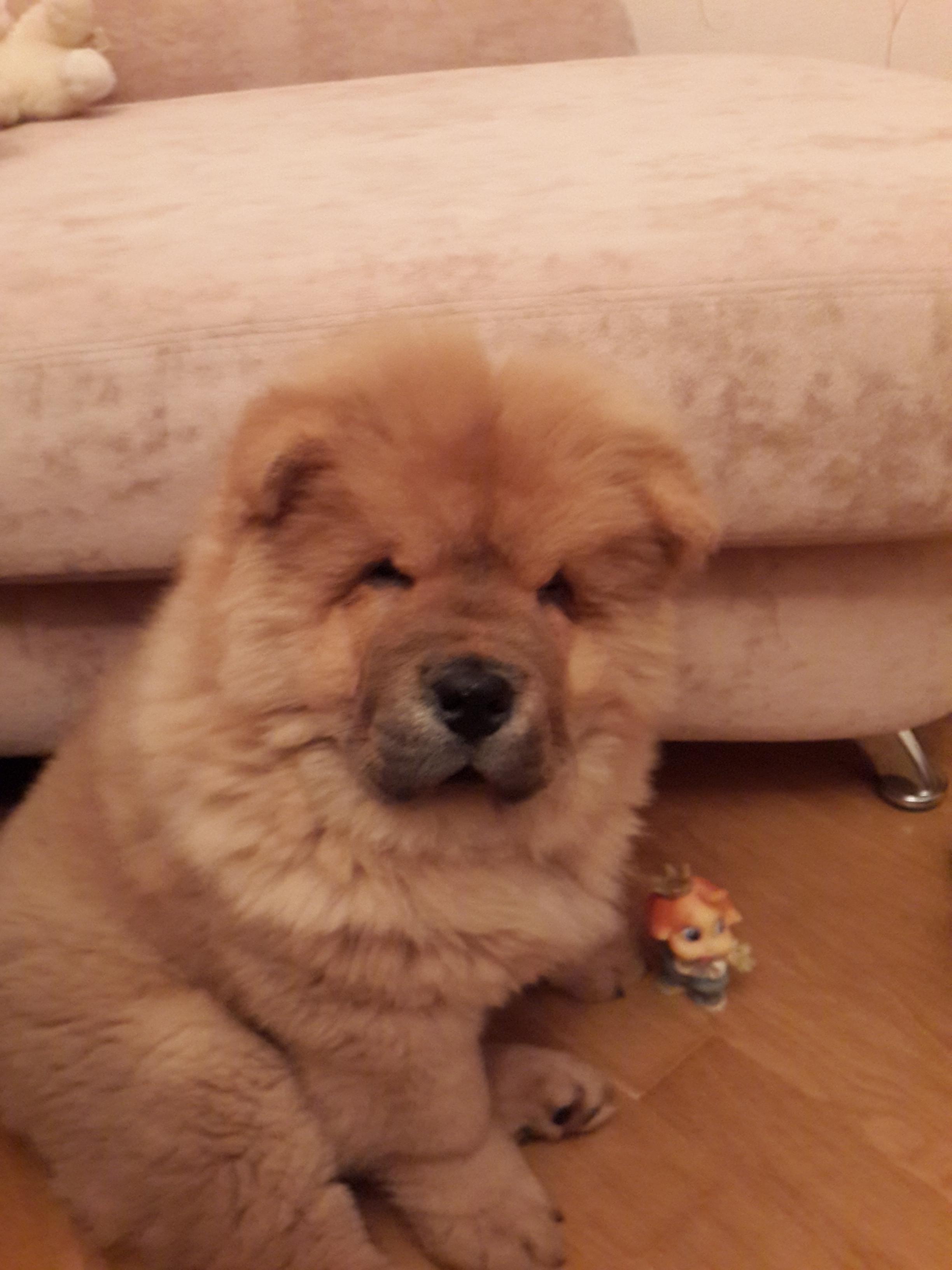 Клото Сани Анджонг