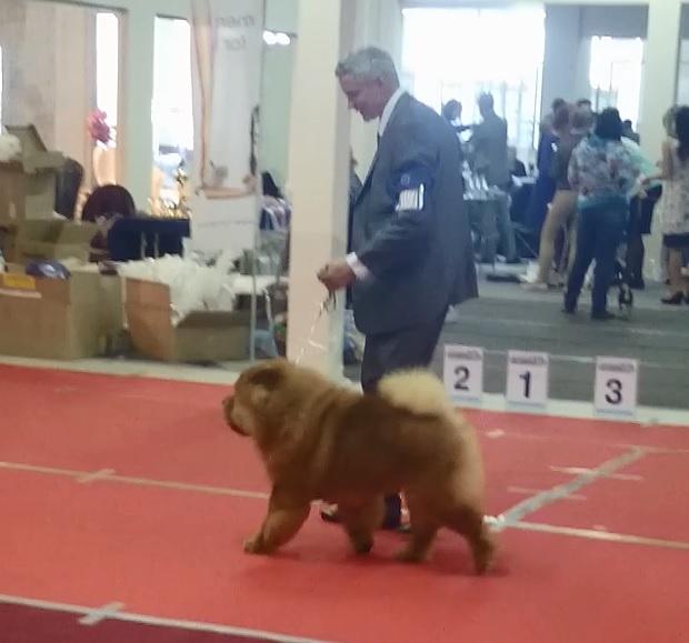 Сеня - 2,5 года - Санкт-Петербург - 02.05.2015г. - отл.1, CW, САС, ЛК, CACIB, ЛПП